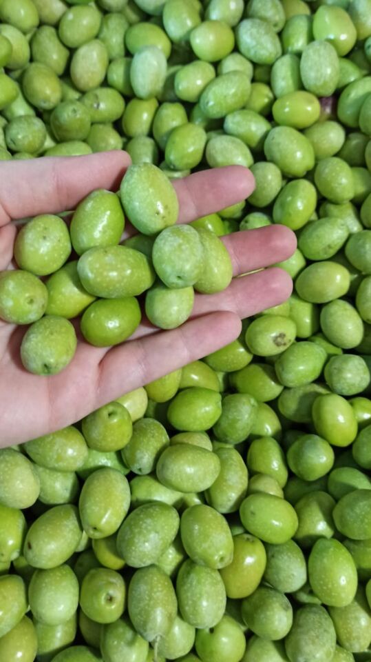 500 Ml Domat Erken Hasat Soğuk Sıkım Natürel Sızma Zeytinyağı | ZELFnatural