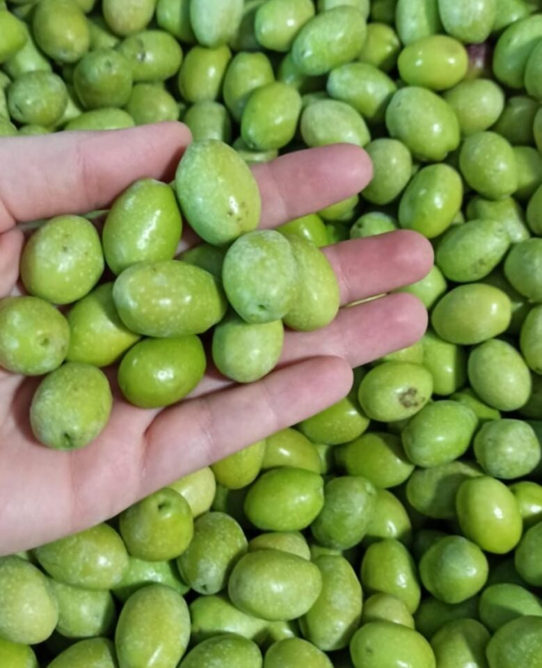 5 Lt Domat Erken Hasat Soğuk Sıkım Natürel Sızma Zeytinyağı | ZELFnatural