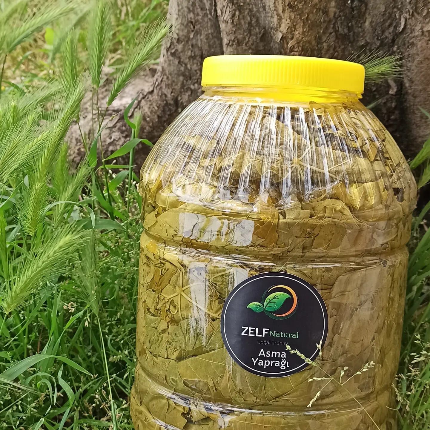 Salamura Asma Yaprağı