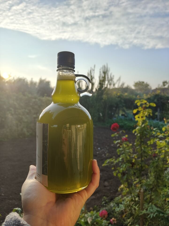 1 Lt ZELFnatural Erken Hasat Domat Zeytinyağı – Sınırlı Üretim Premium Lezzet