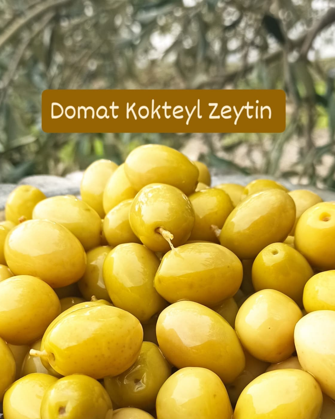 Domat Kokteyl Zeytin 1,5 Kg | İri ve Etli Yeşil Zeytin